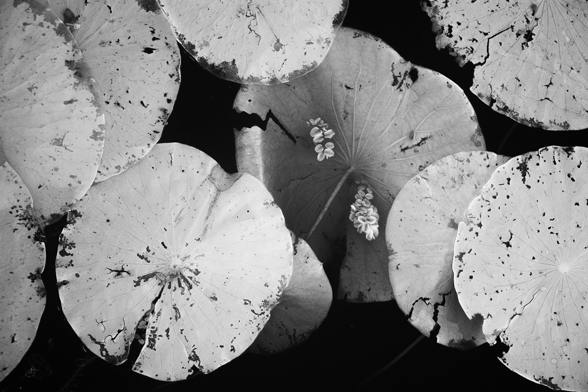Photographie infrarouge en noir et blanc représentant des nénuphars et de petites fleurs épanouies flottant sur les eaux sombres d'un marais dans une zone humide du sud.