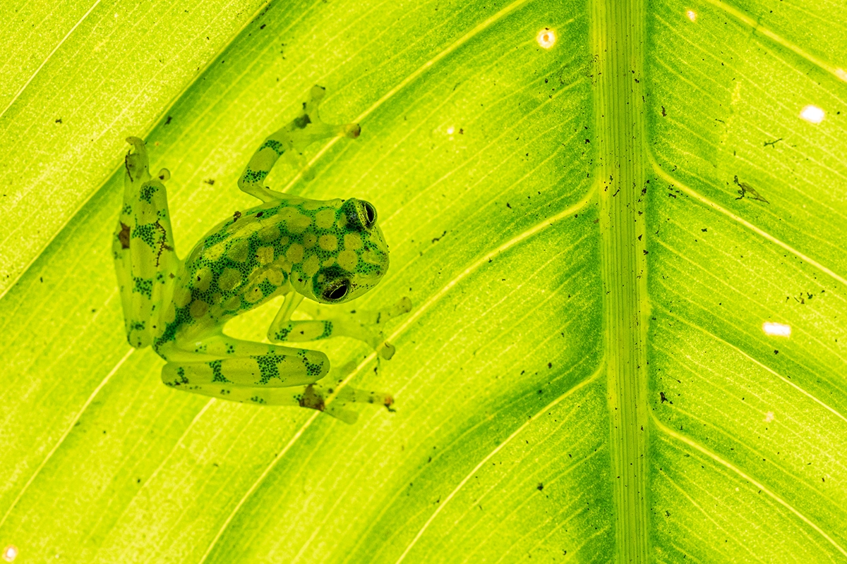 Photographie macro d'une grenouille de verre vue à travers une feuille translucide dans la forêt tropicale du Costa Rica.