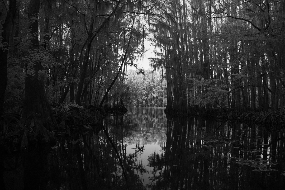 Photographie infrarouge spectaculaire en noir et blanc d'un tunnel de cyprès au-dessus des eaux sombres d'un marécage, avec un feuillage lumineux qui se reflète dans le lac calme.