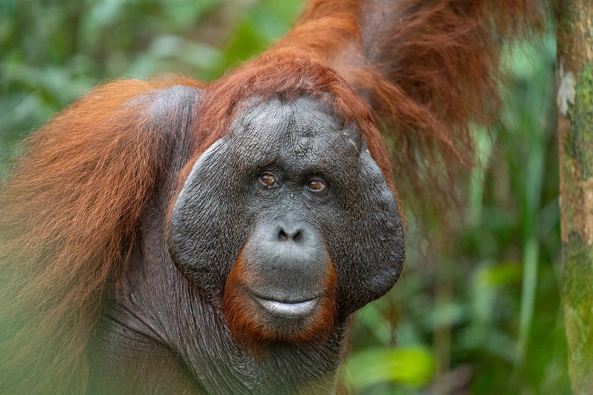 Close-up portrait of a wild orangutan in the Indonesian rainforest, photographed during wildlife travel photography with the Tamron 70-180mm F2.8 G2 lens.
