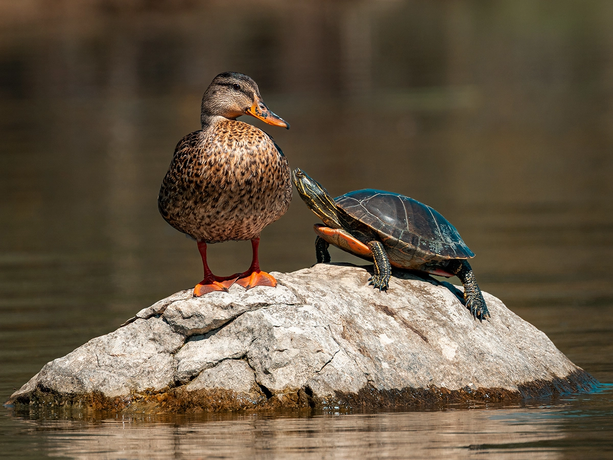 A turtle and duck on a rock in the middle of a lake.