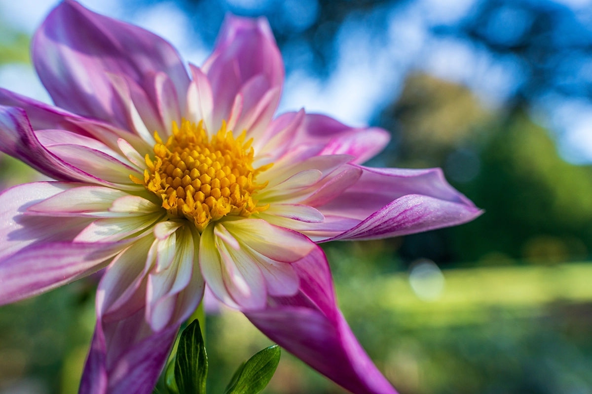 Close-up de uma flor rosa e amarela com bokeh de fundo suave, fotografada com a Tamron 28-75 mm F2.8 G2 em um jardim do noroeste do Pacífico.