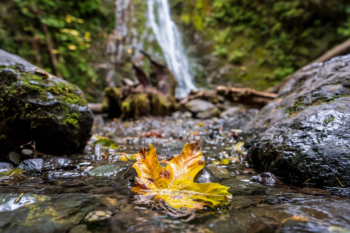 Folha de outono flutuando em um riacho raso com uma cachoeira de foco suave ao fundo, capturada com a Tamron 28-75 mm F2.8 G2 durante fotografia de viagem no noroeste do Pacífico.