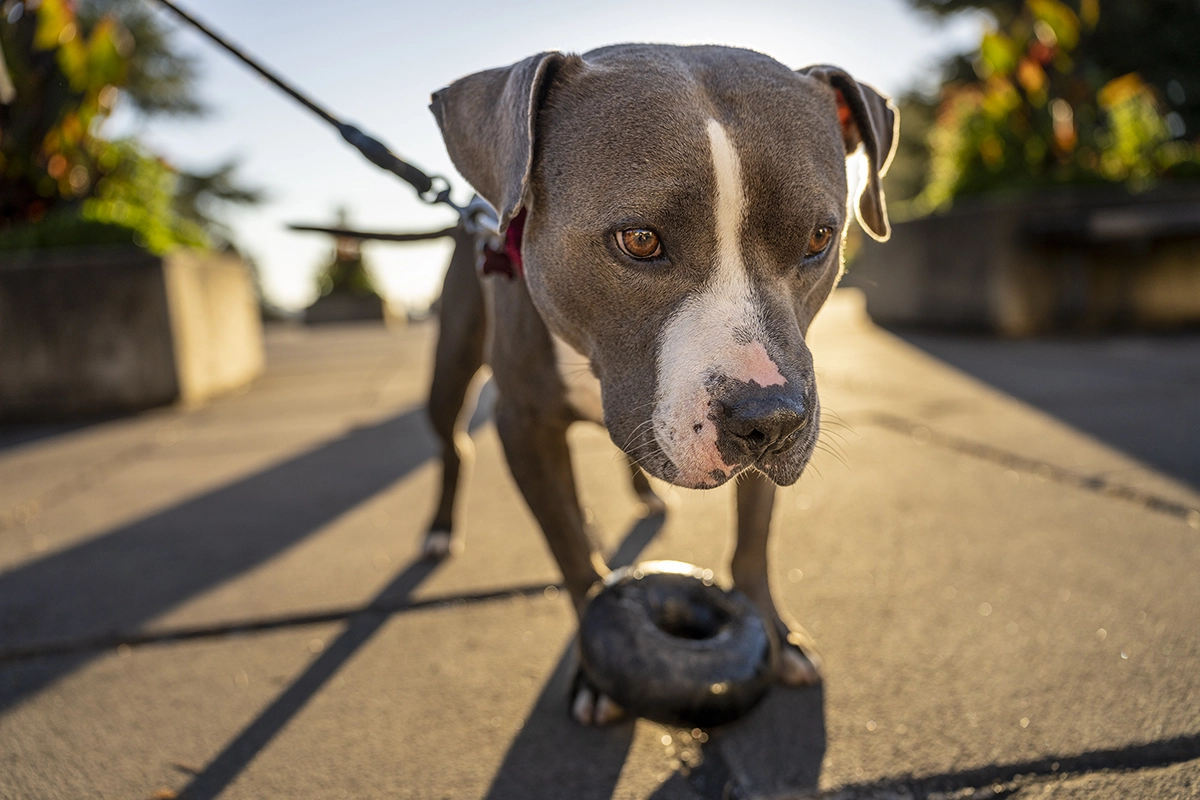 Retrato grande angular em close-up de um cão na coleira ao pôr do sol, fotografado com a Tamron 28-75 mm F2.8 G2 durante uma sessão de fotografia de viagem em Seattle.