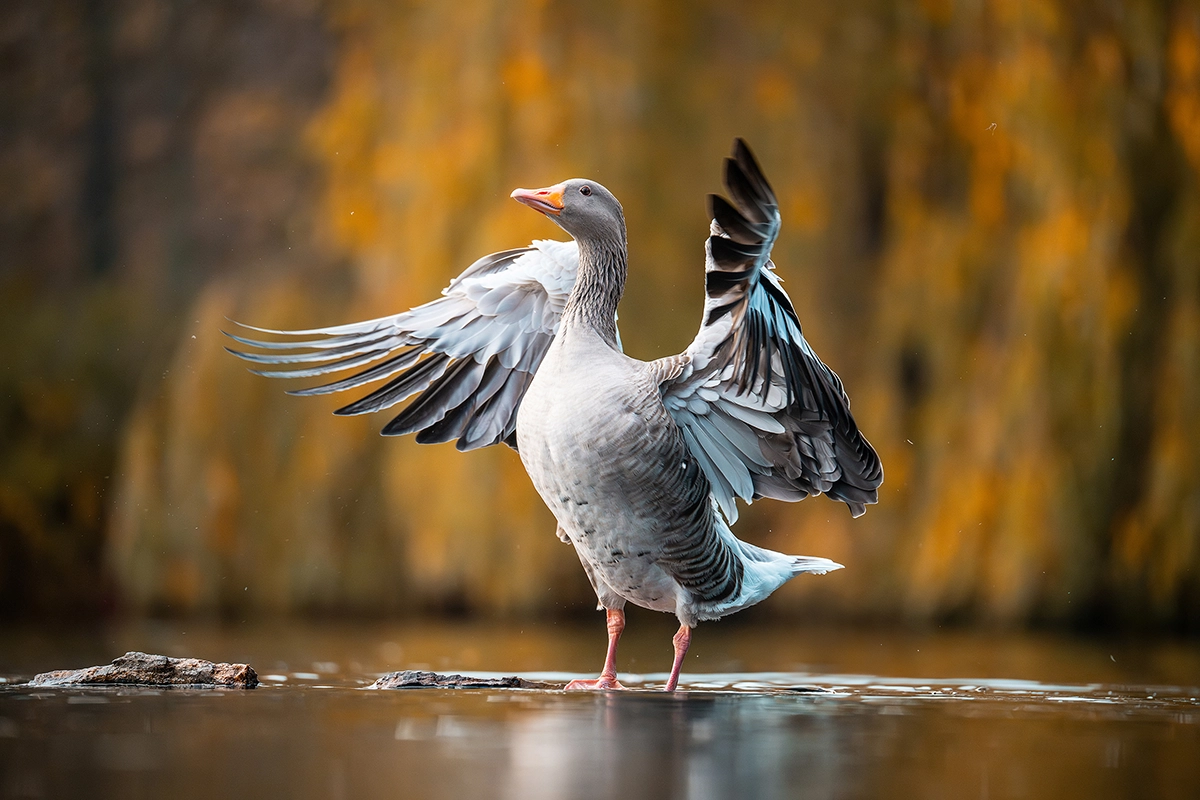 Ave posada en aguas poco profundas con las alas extendidas, fotografiada con poca luz y fondo desenfocado.