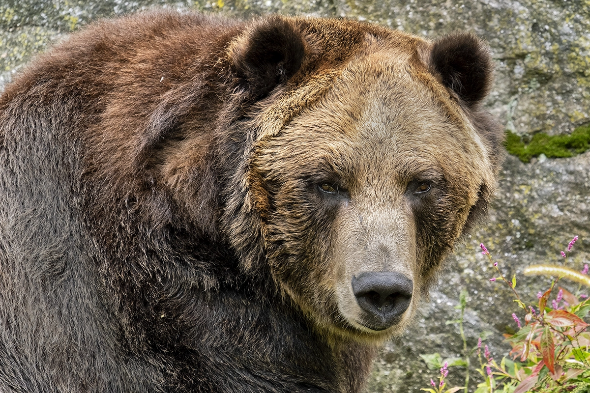 Brown bear photographed with a telephoto lens using image stabilization.
