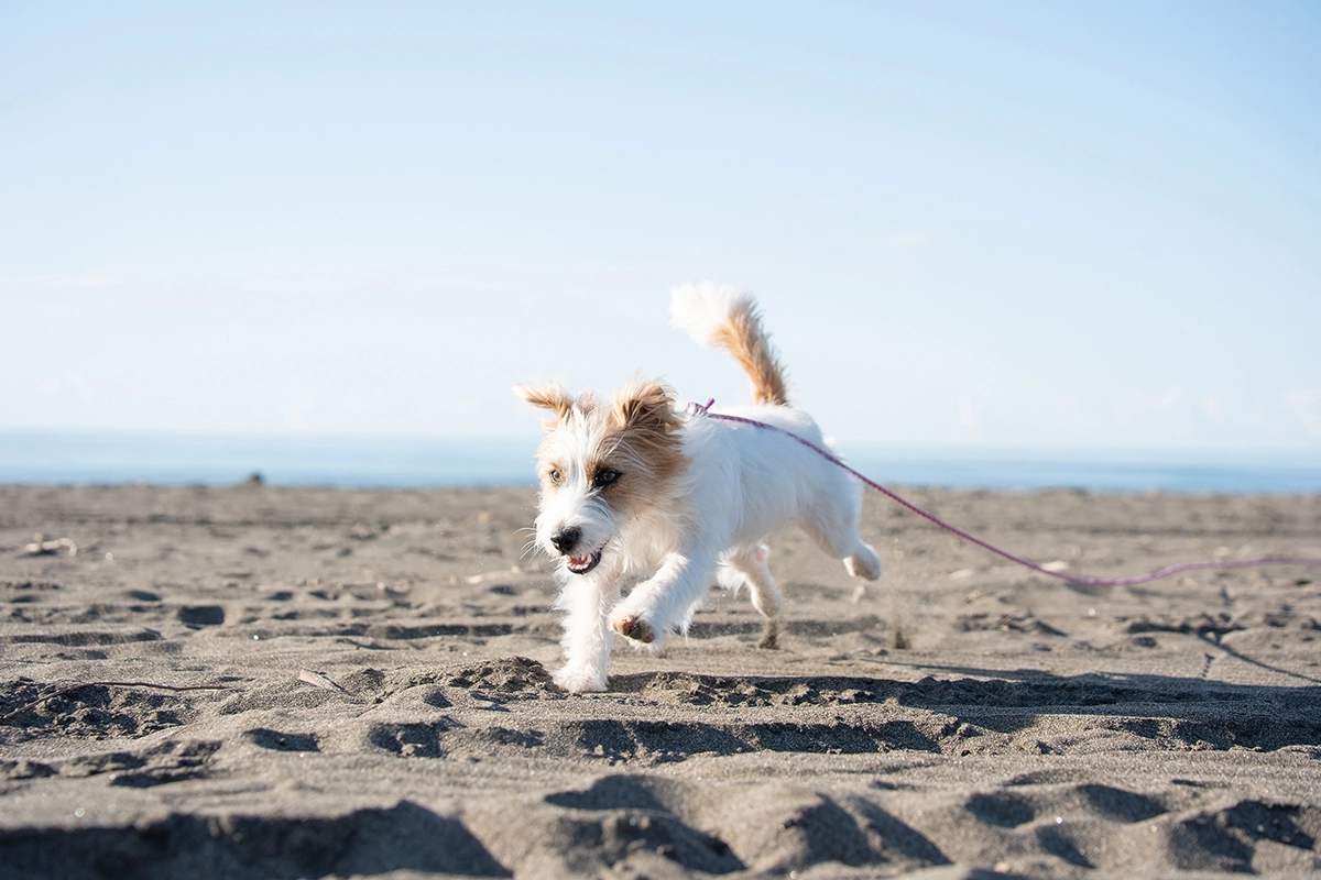 Chien courant sur une plage de sable, capturé avec une vitesse d'obturation rapide pour figer le mouvement et montrer la technique de photographie d'action des animaux de compagnie.