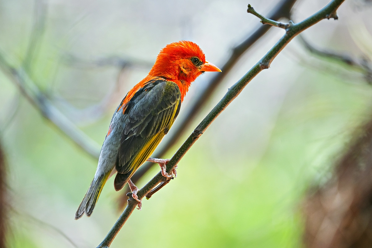 Bird perched on a branch photographed with a telephoto lens using image stabilization.