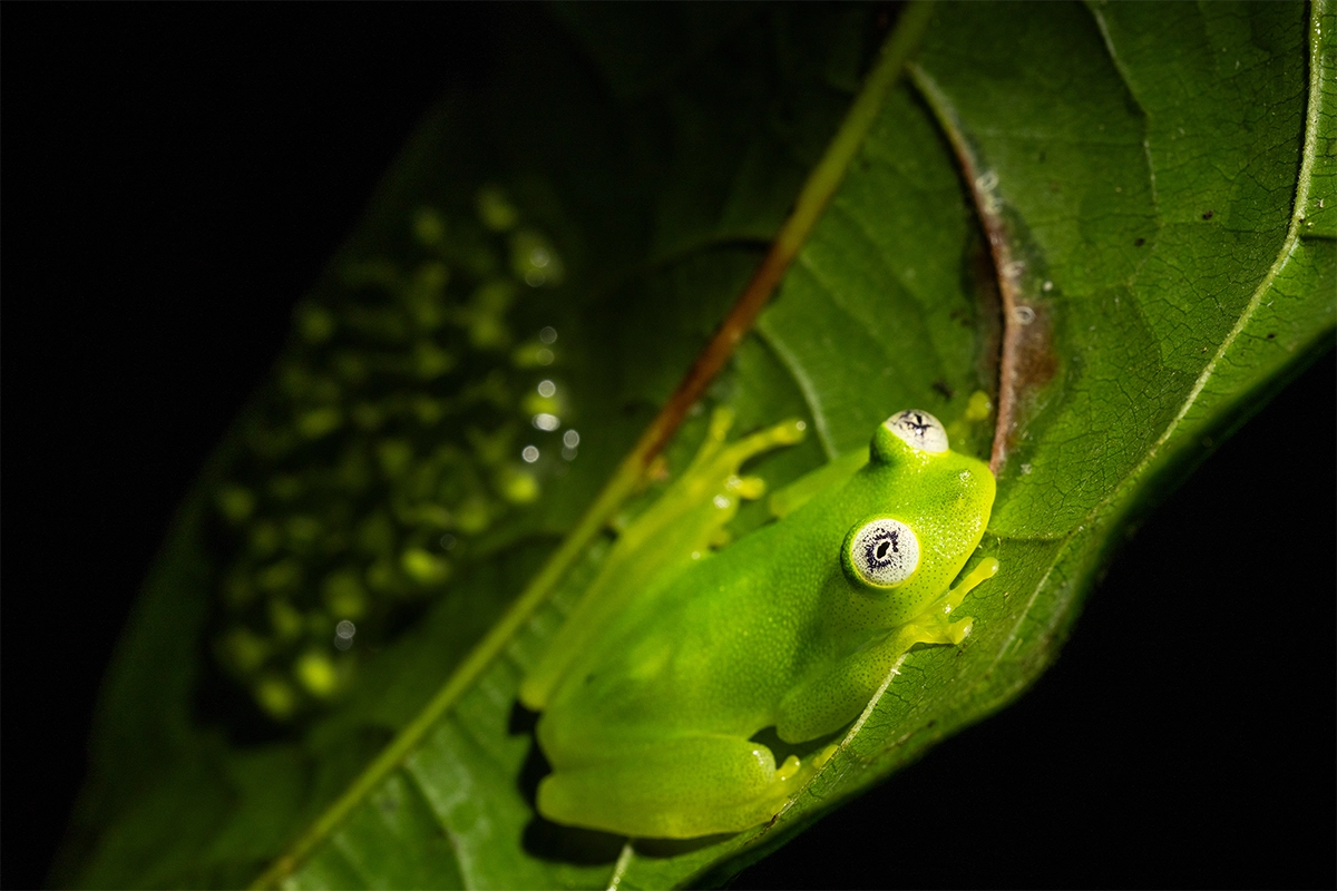 Close-up macro photograph of a green tree frog showing fine detail and shallow depth of field.