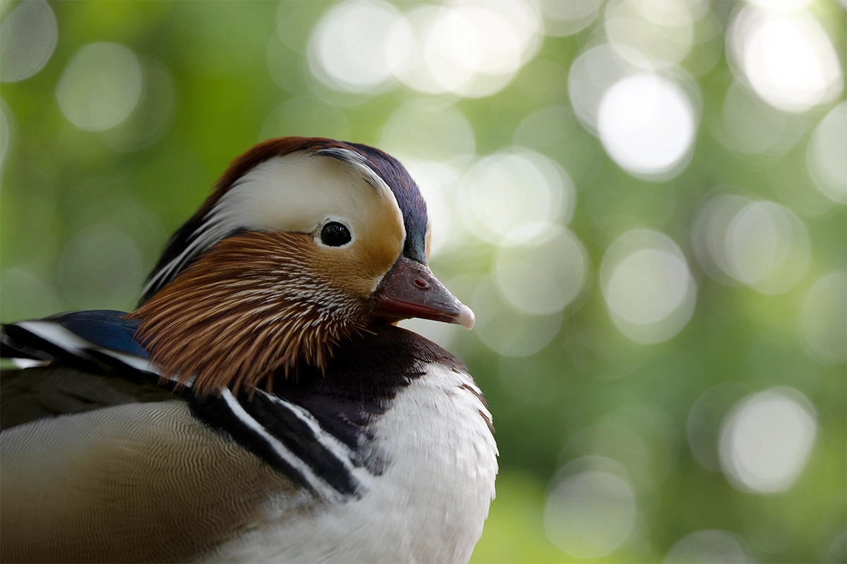 Retrato da vida selvagem em close-up de um pato colorido fotografado com uma lente zoom telefoto Tamron para montagem Nikon Z.
