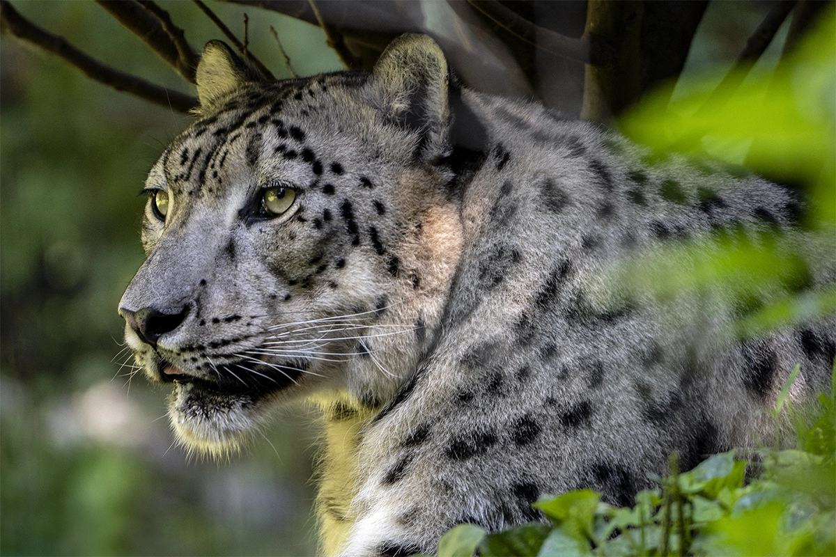 A snow leopard in a zoo setting gazes intently through the foliage, its spotted coat blending into the dappled light of the enclosure.