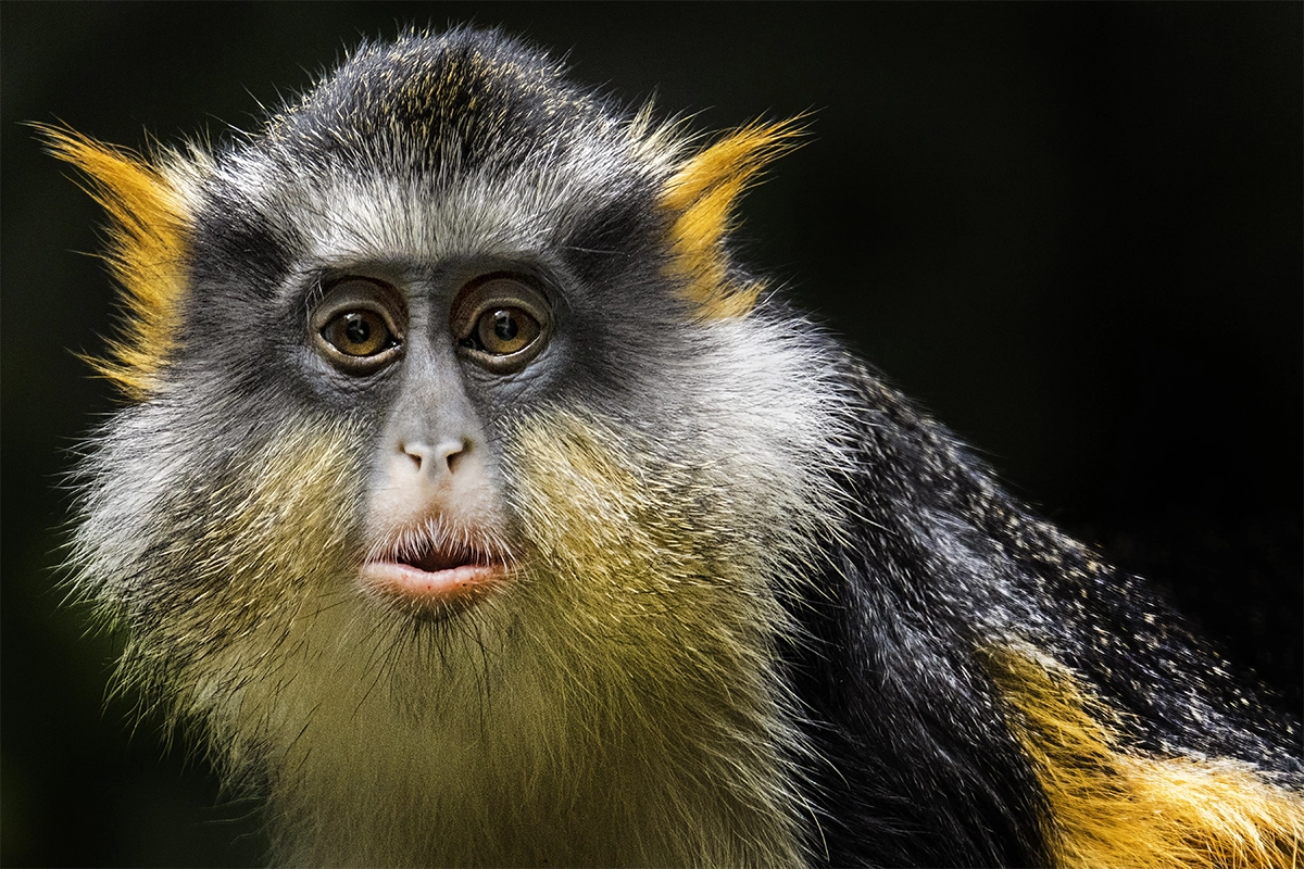 A close-up portrait of a colorful monkey with striking orange and black fur, gazing intently against a dark, blurred background