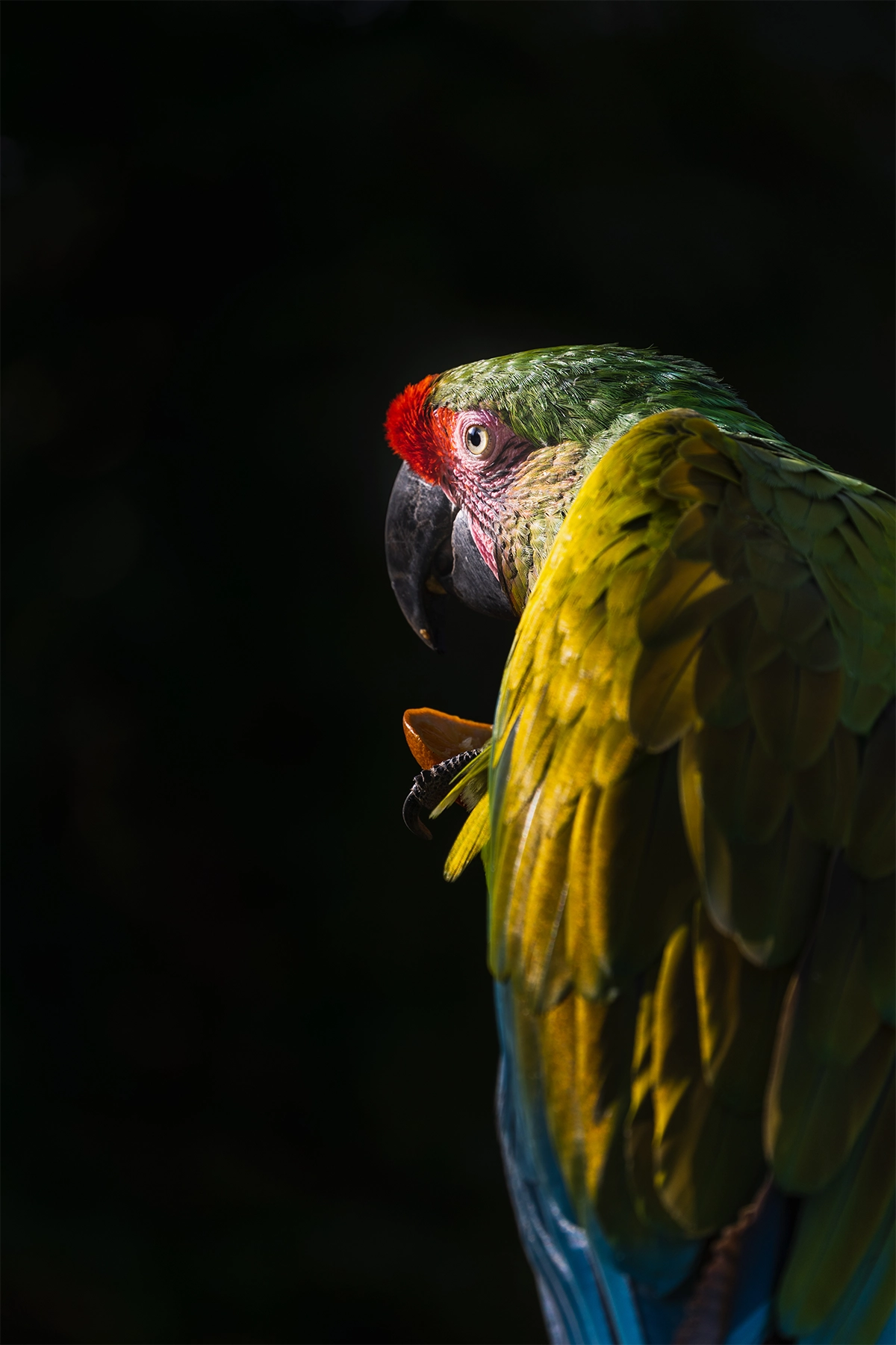 A vibrantly colored macaw perches in dramatic lighting, its gaze intense against a dark, blurred background.