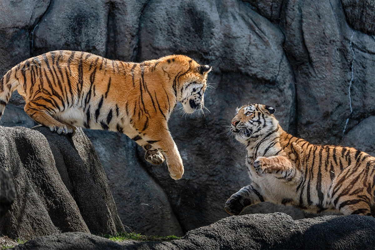 Two tigers in a zoo habitat engage in an intense interaction on rocky terrain, with one leaping toward the other in a dramatic zoo photo moment.