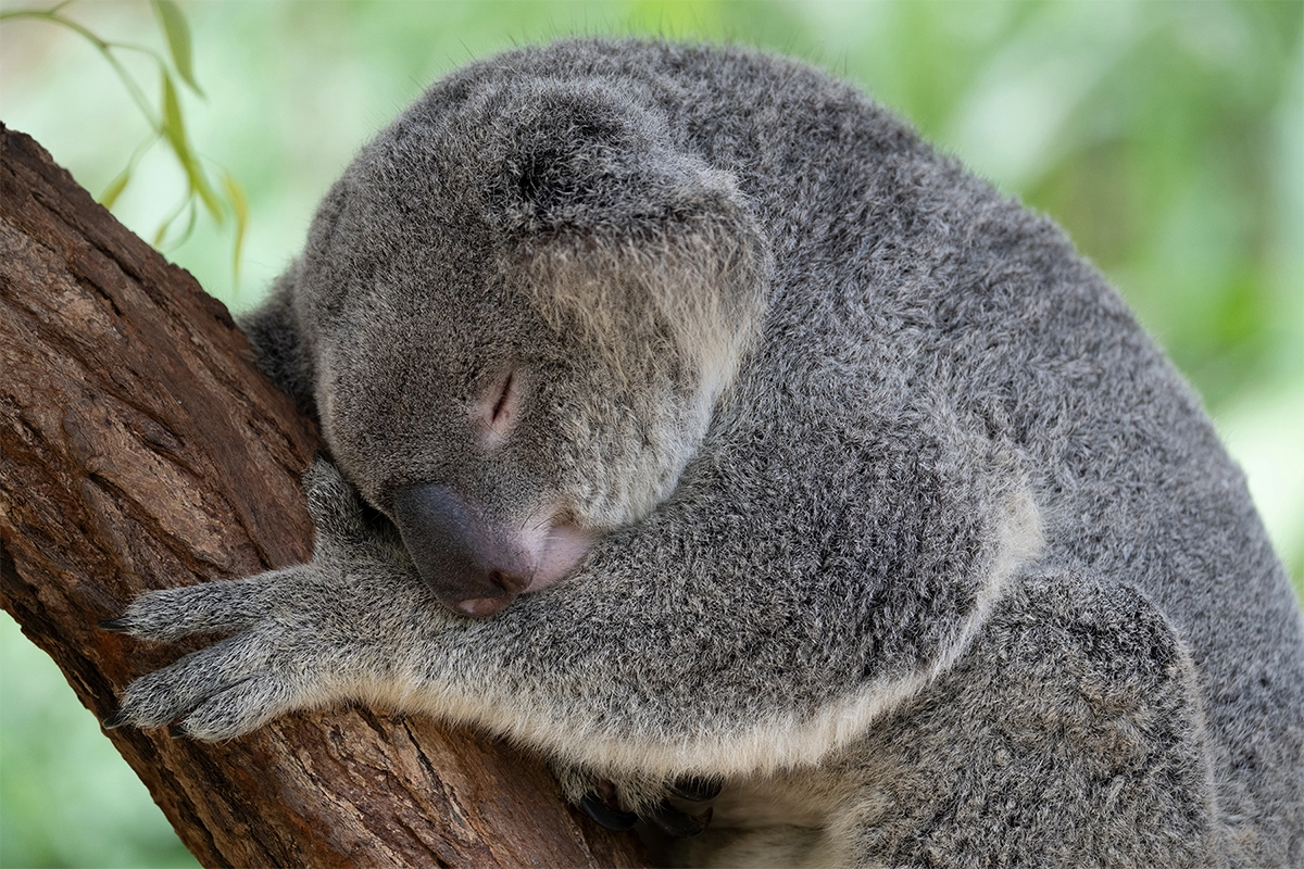 A koala in a zoo environment sleeps peacefully, curled up against the trunk of a tree, captured in a tranquil zoo photography scene.