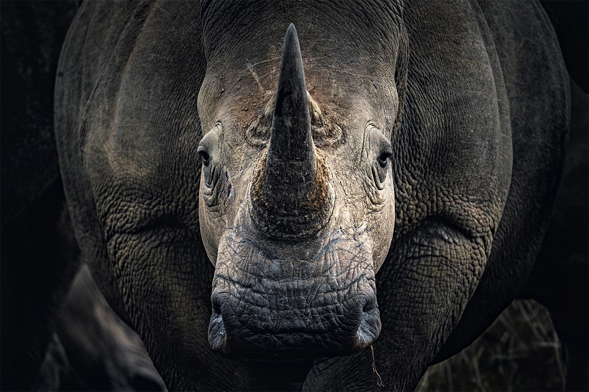 Imagen de fauna salvaje en primer plano de un rinoceronte, capturada con un teleobjetivo de gran alcance, que muestra un marcado aislamiento del sujeto y gran detalle.