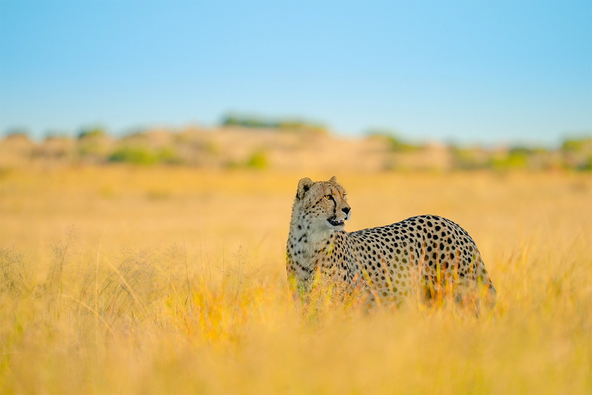 Fotografía de un guepardo tomada a gran distancia con un superteleobjetivo, en la que se aprecia la compresión del fondo y el aislamiento del sujeto.