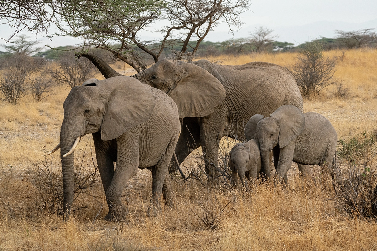 Elefantes en un entorno natural de safari, captados con un versátil teleobjetivo zoom que muestra múltiples sujetos y el contexto ambiental.