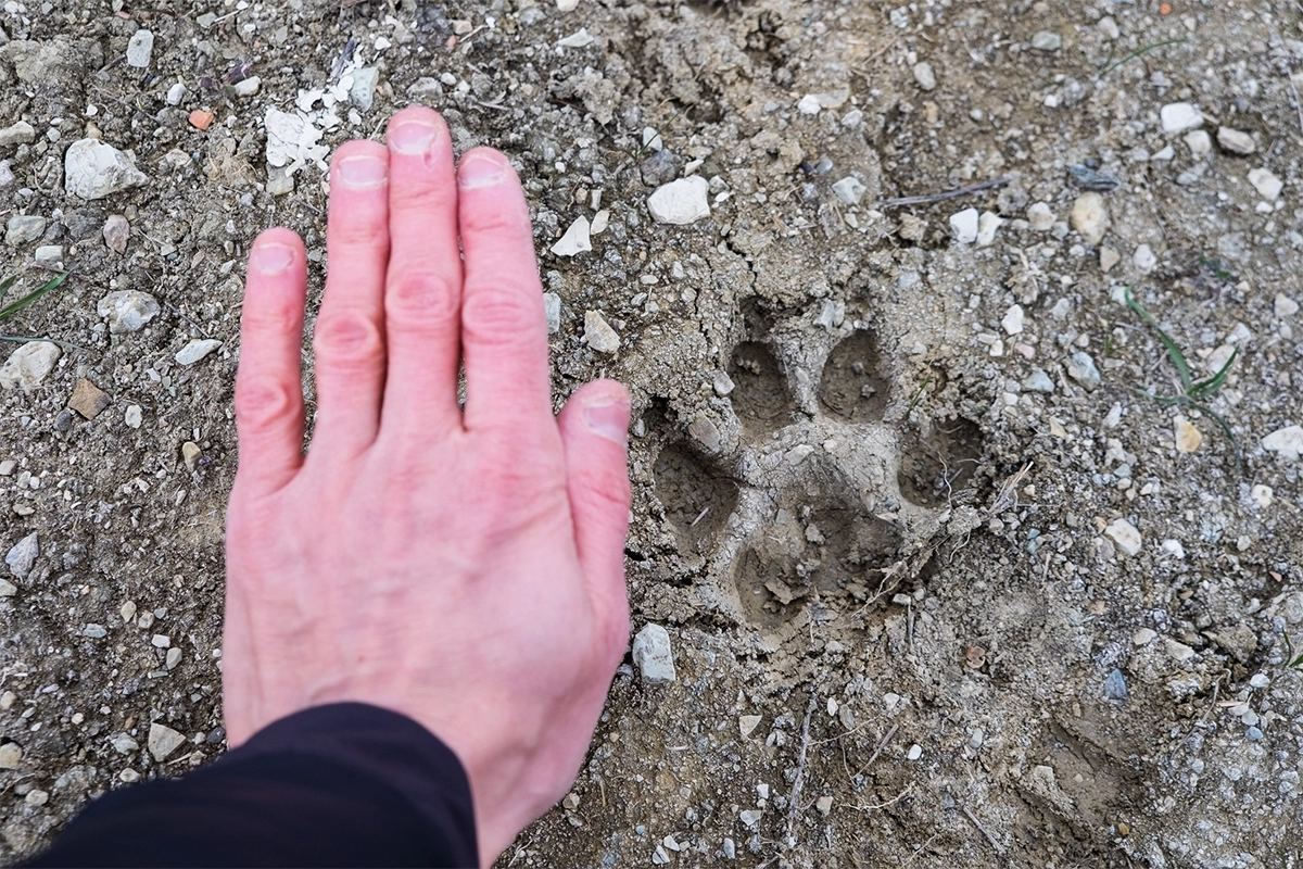 Huella de animal en la tierra junto a una mano humana que sirve de referencia para identificar rastros de fauna silvestre en la naturaleza.