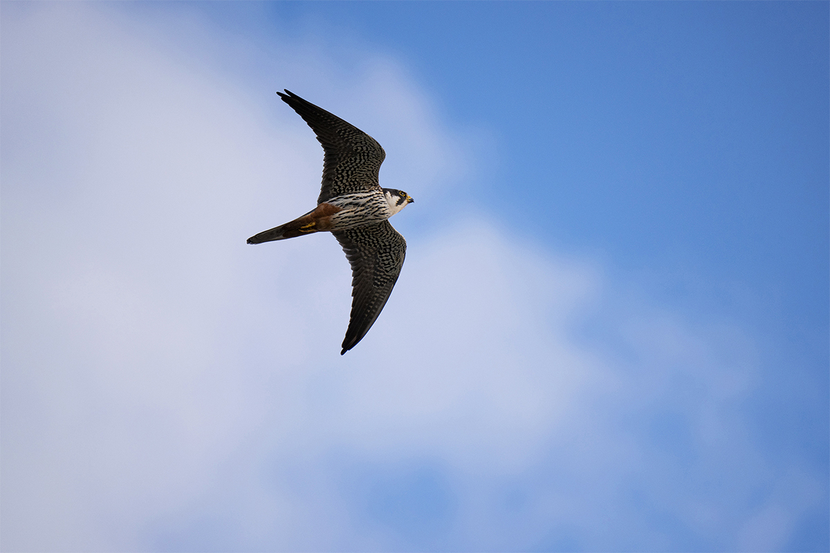 Faucon en vol avec un espace de ciel ouvert devant lui, démontrant l'utilisation de l'espace directionnel dans la composition des photographies d'oiseaux.
