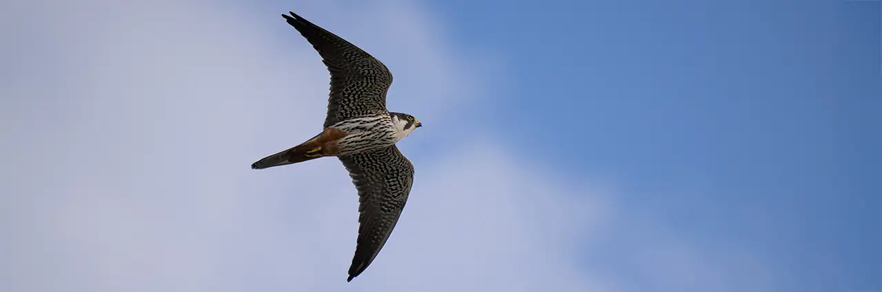 Dicas de fotografia de aves: Melhores configurações para pássaros em ...