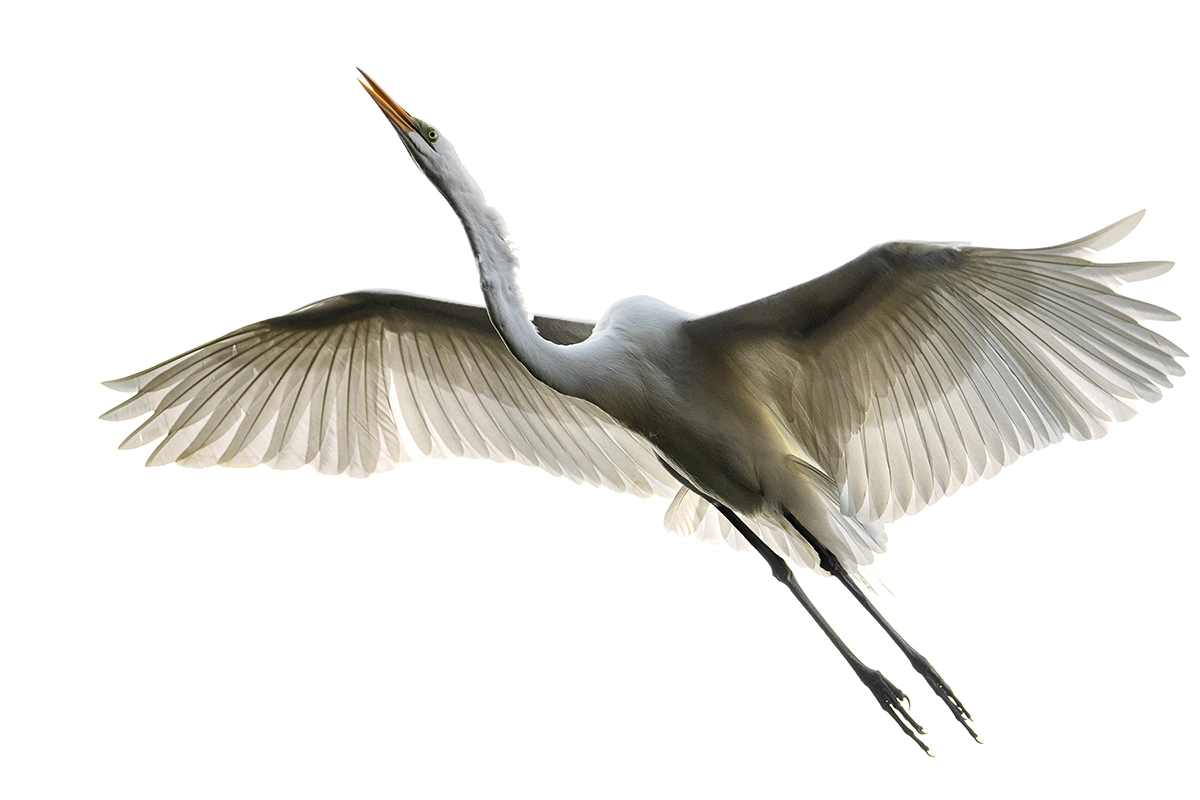 Ave en vuelo capturada con un teleobjetivo, en la que se aprecian detalles nítidos y las alas extendidas en pleno movimiento.