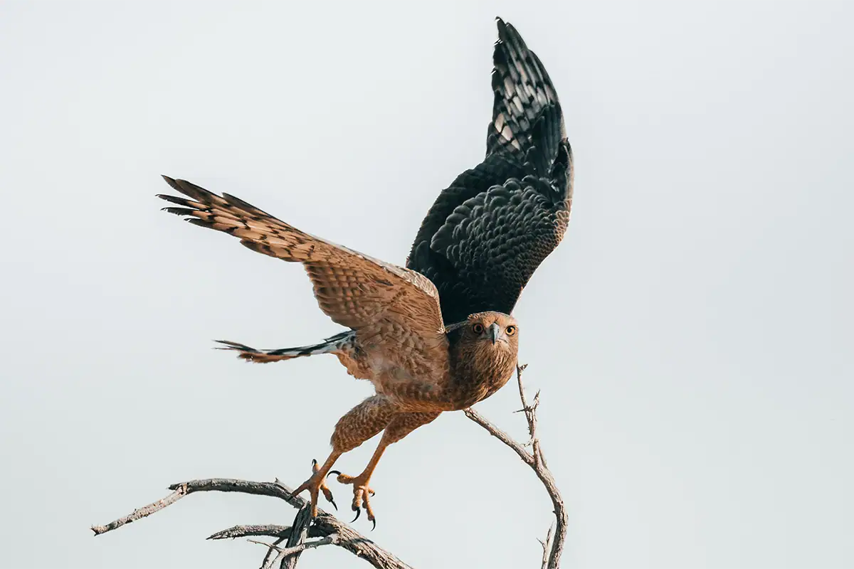 Hawk in flight with wings fully extended against a clean white background.