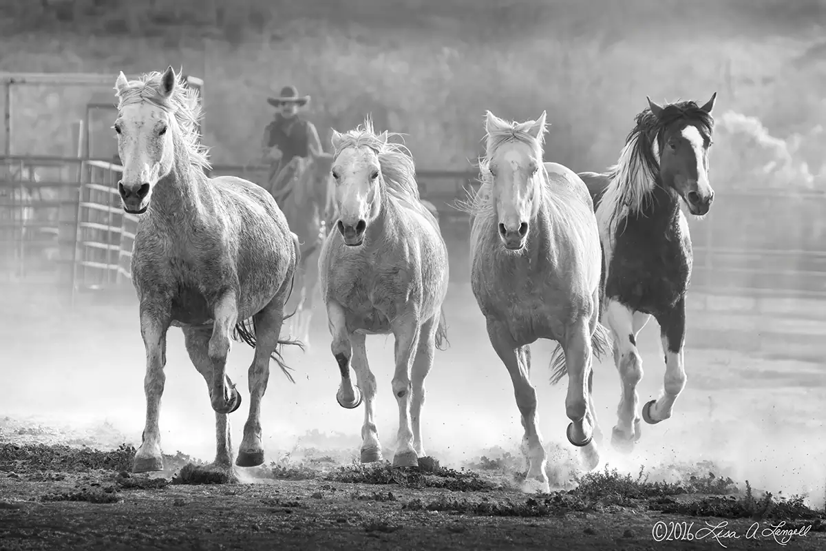 Imagem em preto e branco de cavalos selvagens chutando a terra.