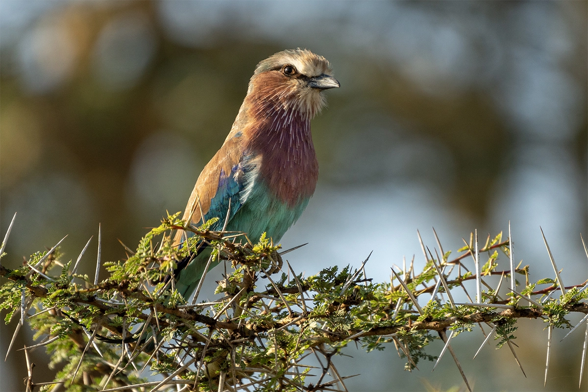 Cormorán de pecho lila posado en una rama espinosa en África, fotografiado con poca profundidad de campo para resaltar al sujeto.