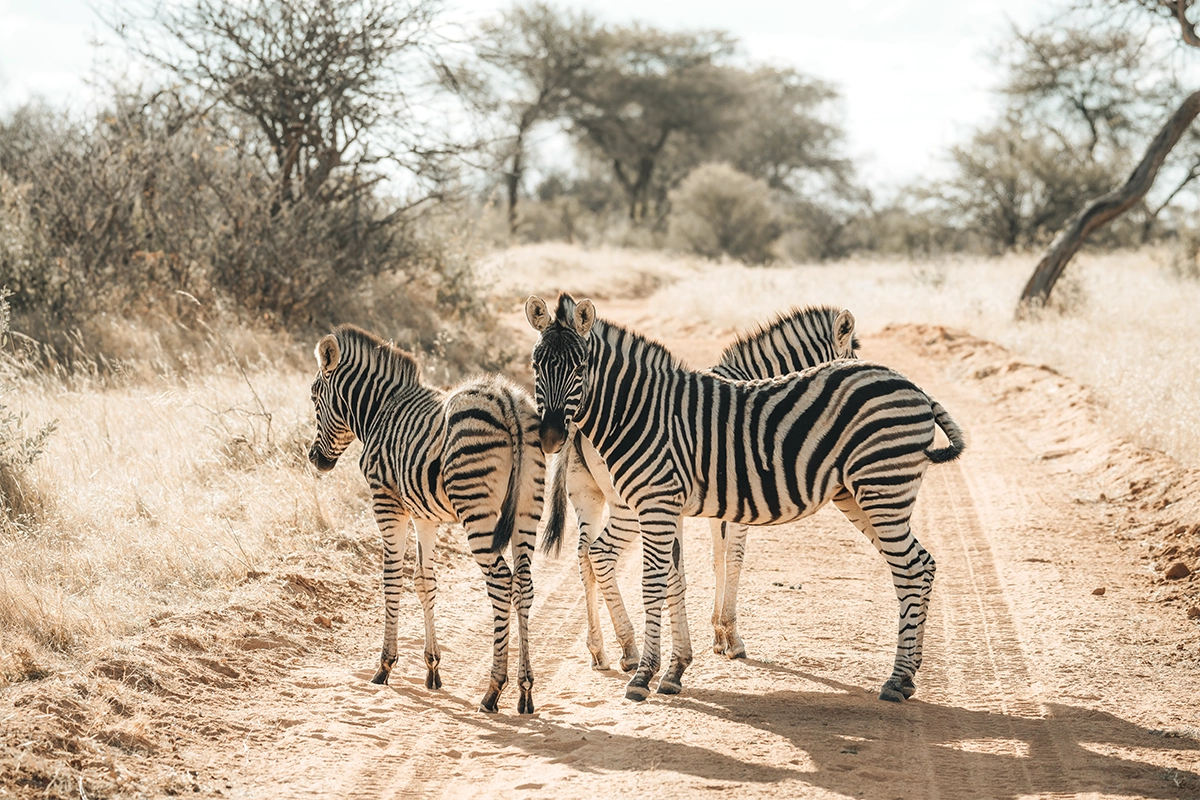 Cebras en un camino de tierra en un entorno natural de safari, fotografiadas a media distancia con un teleobjetivo zoom.