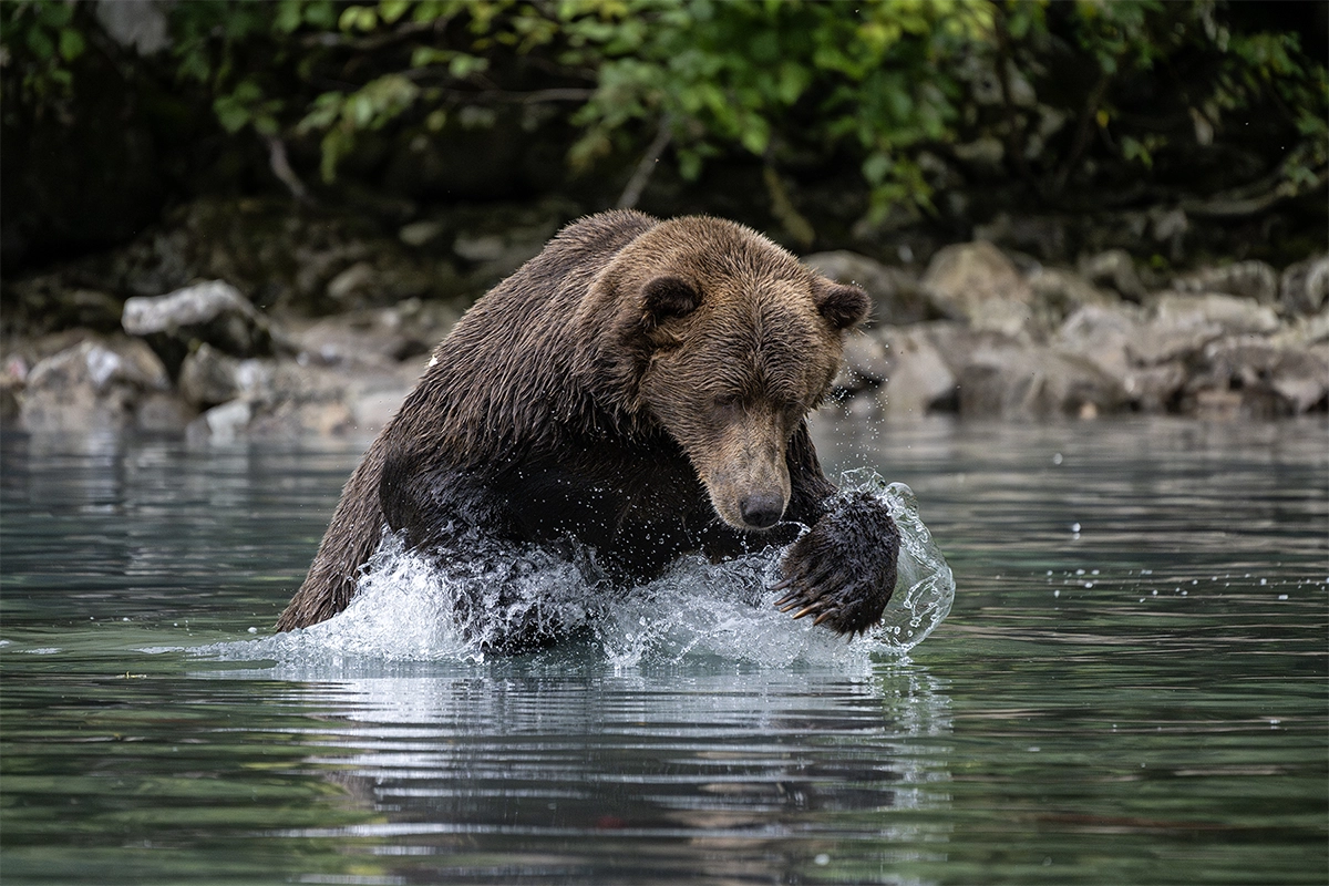 Un oso pardo pescando en un río con salpicaduras de agua durante una sesión de fotografía de vida silvestre.