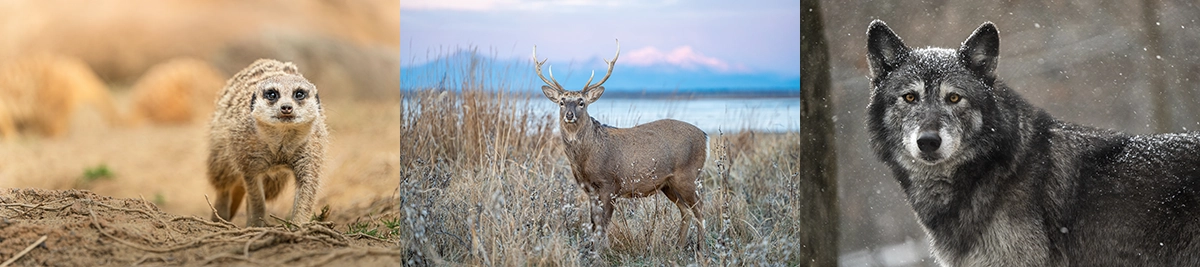 Comparación de imágenes de fotografía de vida silvestre tomadas con diferentes distancias focales, en las que se observan diferencias en la distancia al sujeto y en el encuadre.