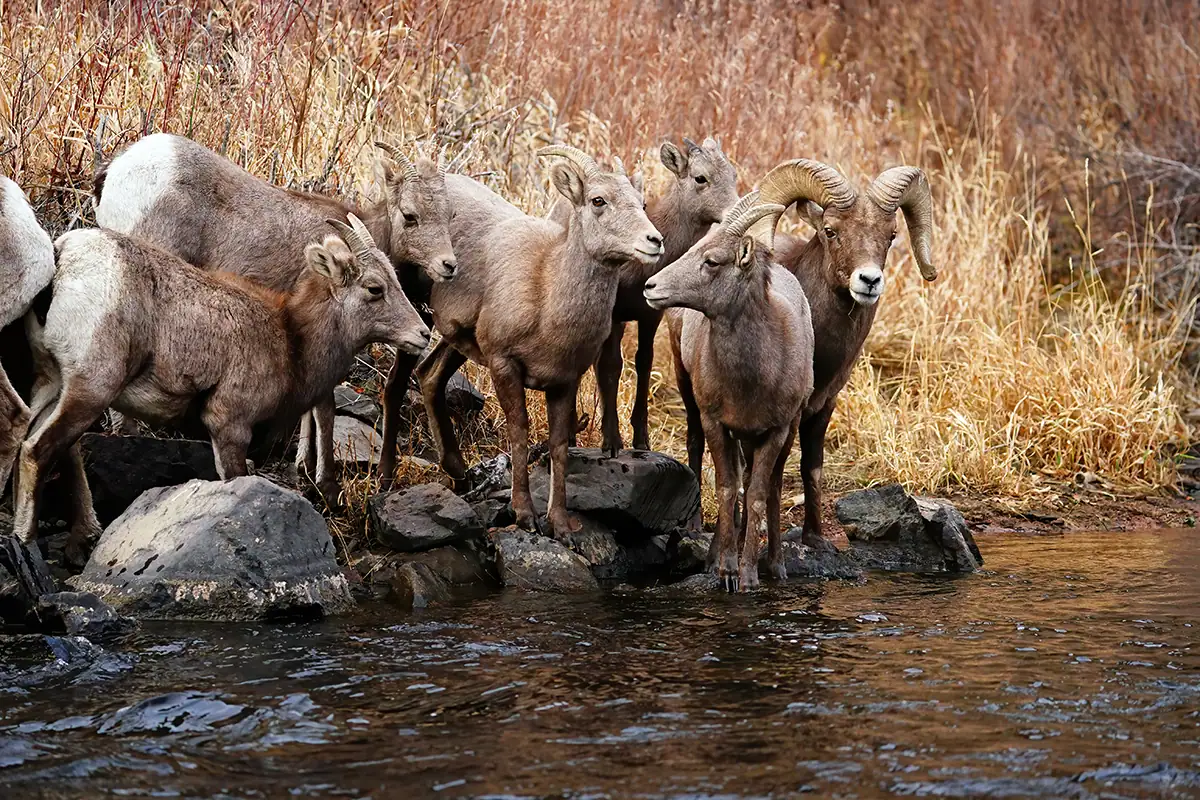 Group of bighorn sheep standing near a stream in natural habitat.