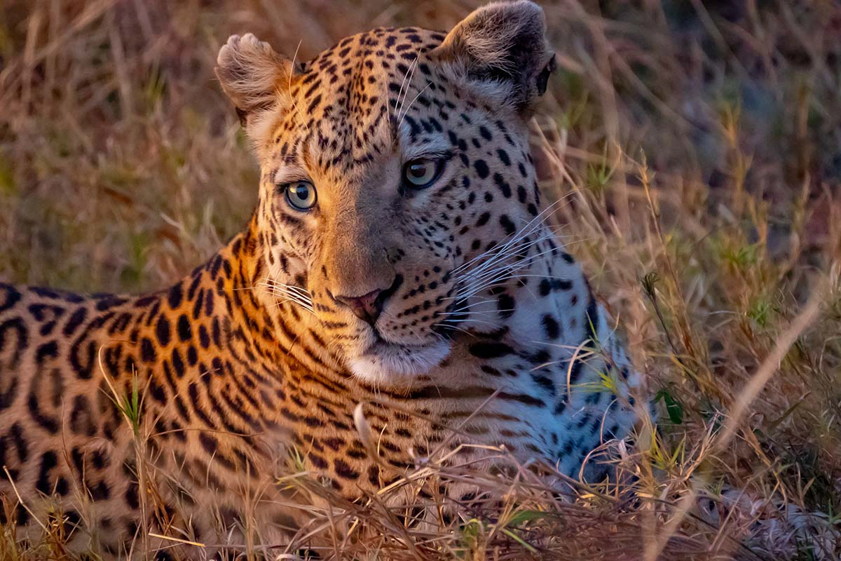 Retrato de leopardo em luz dourada quente capturado com a lente teleobjetiva Tamron em um safári.