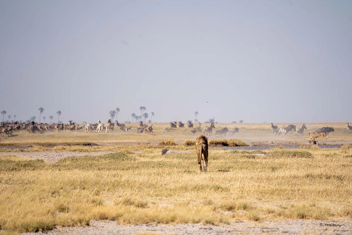 Leão se aproximando do rebanho em uma paisagem de savana aberta em uma cena de fotografia de safári de vida selvagem.