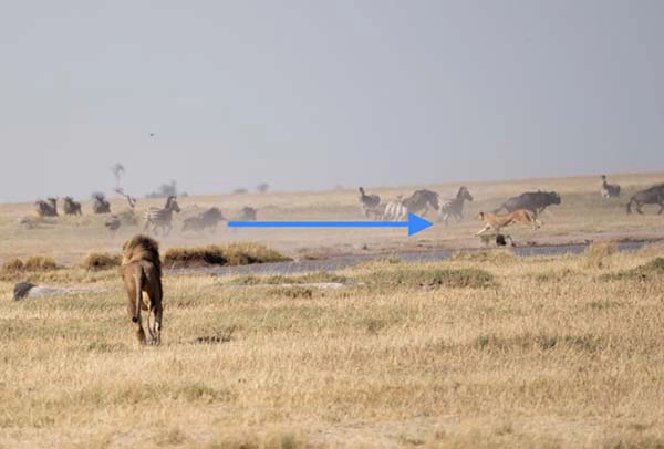 Leão caminhando em direção a uma manada de gnus e zebras, demonstrando a fotografia de safári da vida selvagem e o comportamento animal.