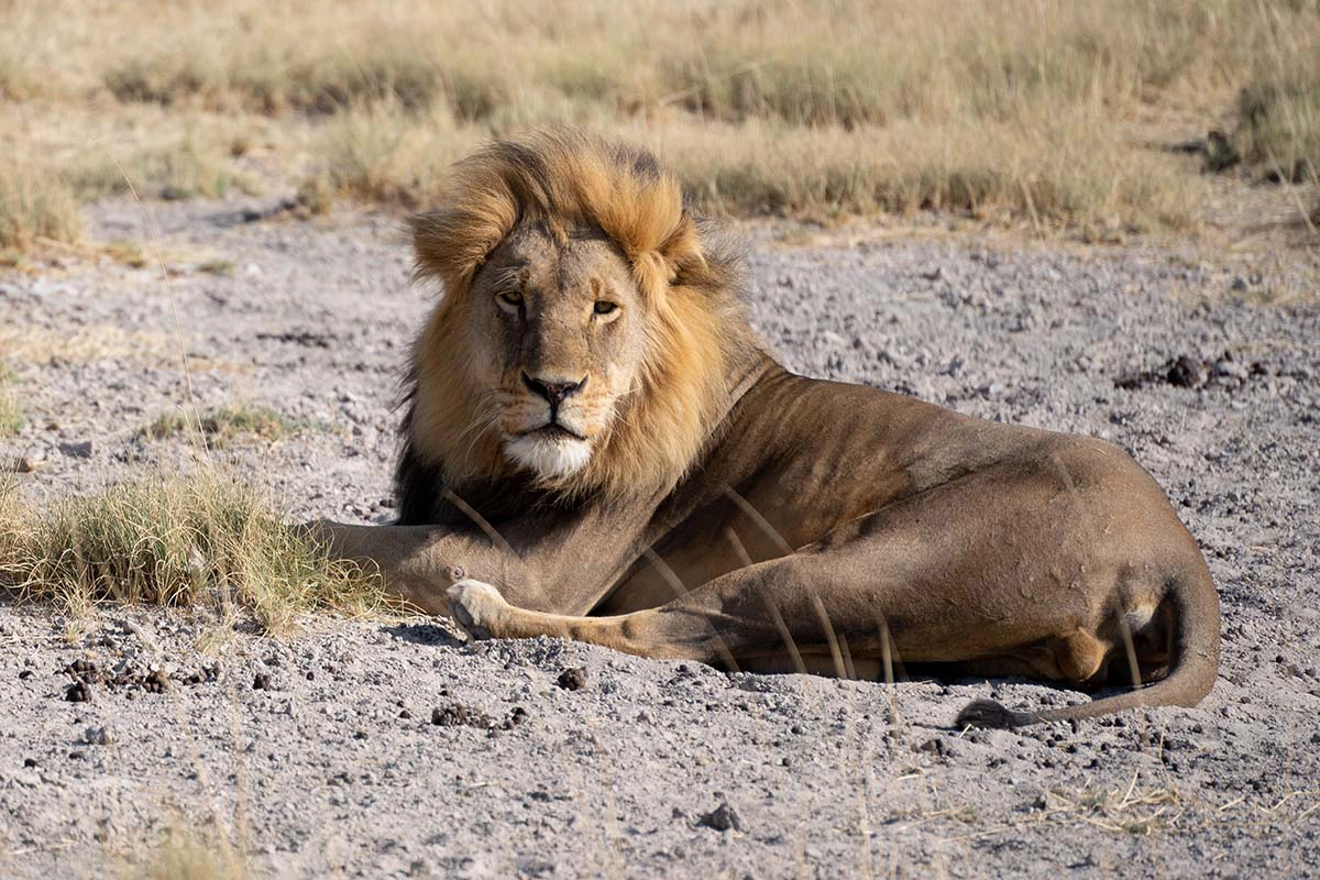 Leão macho descansando em terreno aberto, capturado com lente teleobjetiva durante fotografia de safári.