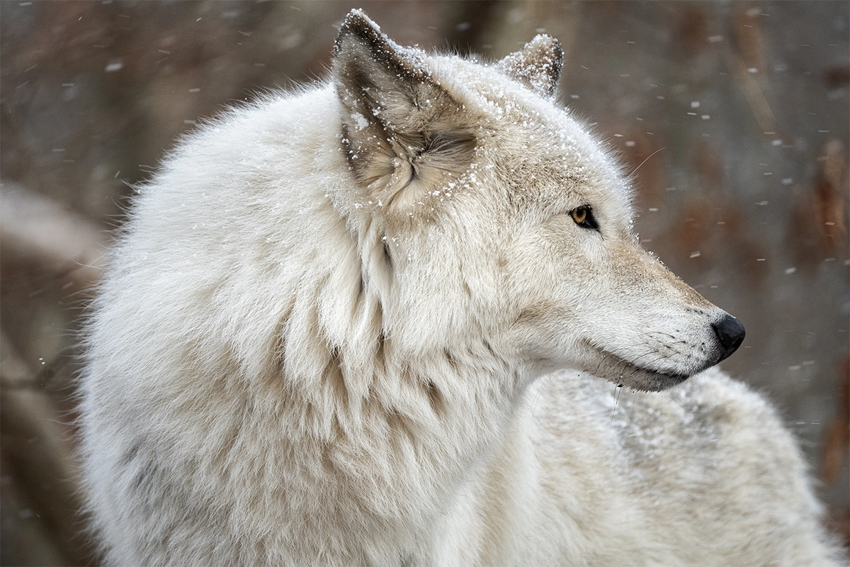Lobo fotografiado bajo una nevada en condiciones invernales, en la que se aprecian los detalles y el aislamiento del sujeto gracias al uso de un teleobjetivo.