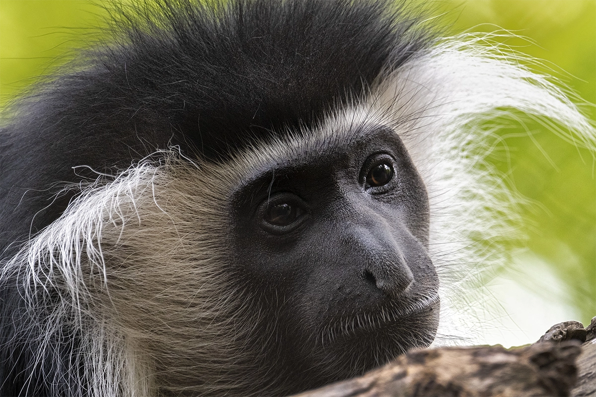 Colobus monkey close-up showing detailed fur texture and eye focus in zoo photography.