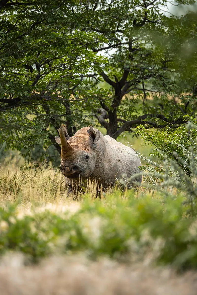 A rhino partially hidden by trees