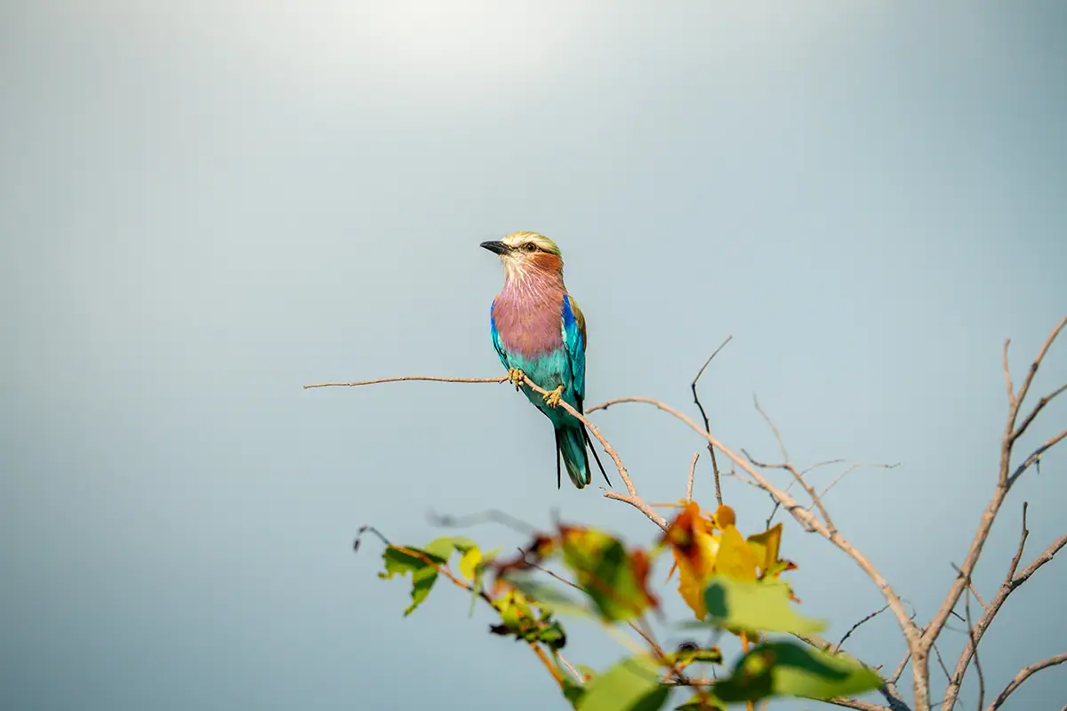 A lilac-breasted roller bird in a tree