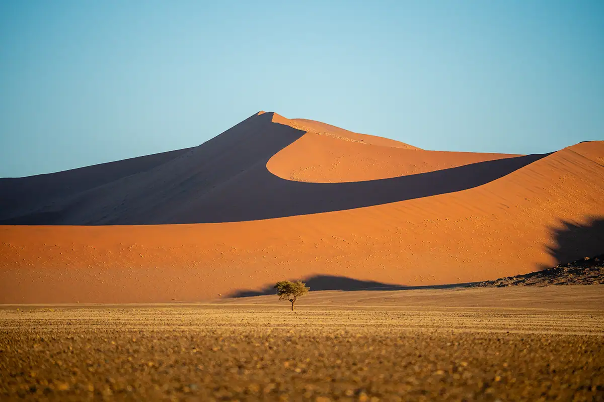 A lone tree perfectly aligned with the top of a sand dune