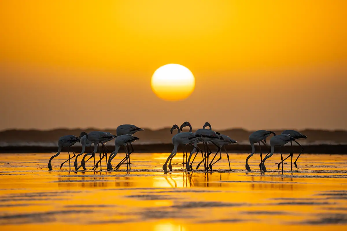 Flamingos in the water with the sunset behind them.