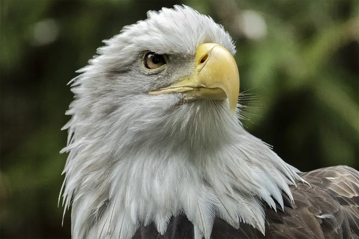 Telephoto close-up photo of a bald eagle with a softly blurred green background.