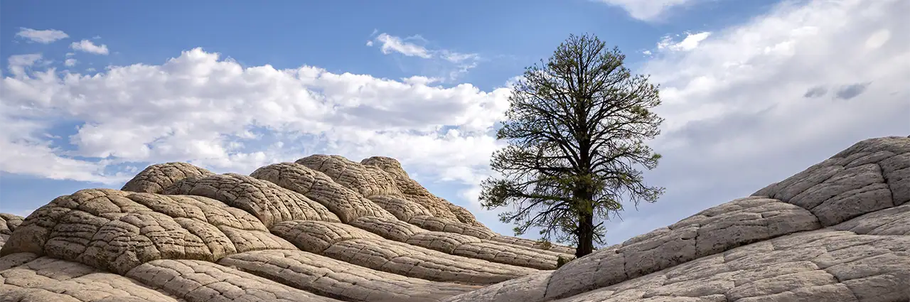 Wide-angle landscape of a lone pine tree rising above layered sandstone formations at White Pocket.