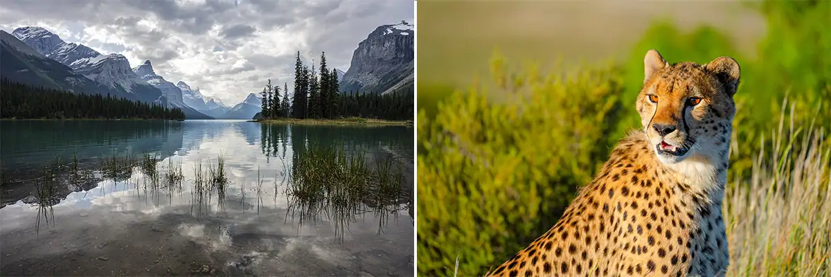 Wide angle and telephoto lens comparison showing a broad mountain lake scene beside a close-up wildlife photo of a cheetah.