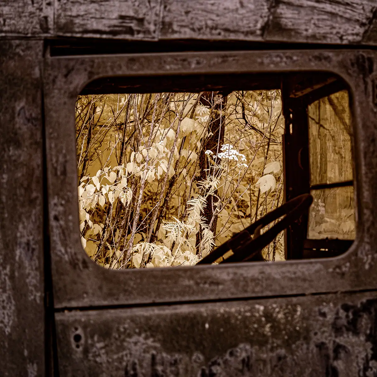 A window of an old truck to frame the fall vegetation.
