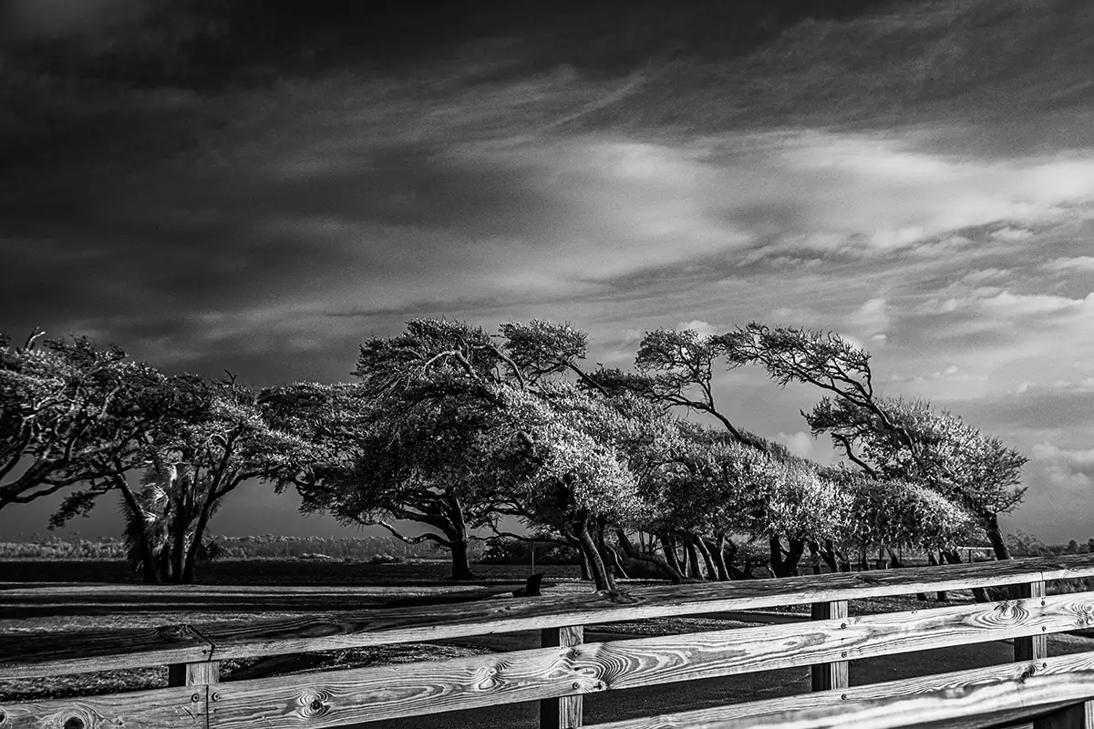 Southern live oak trees in Alabama's Gulf State Park.