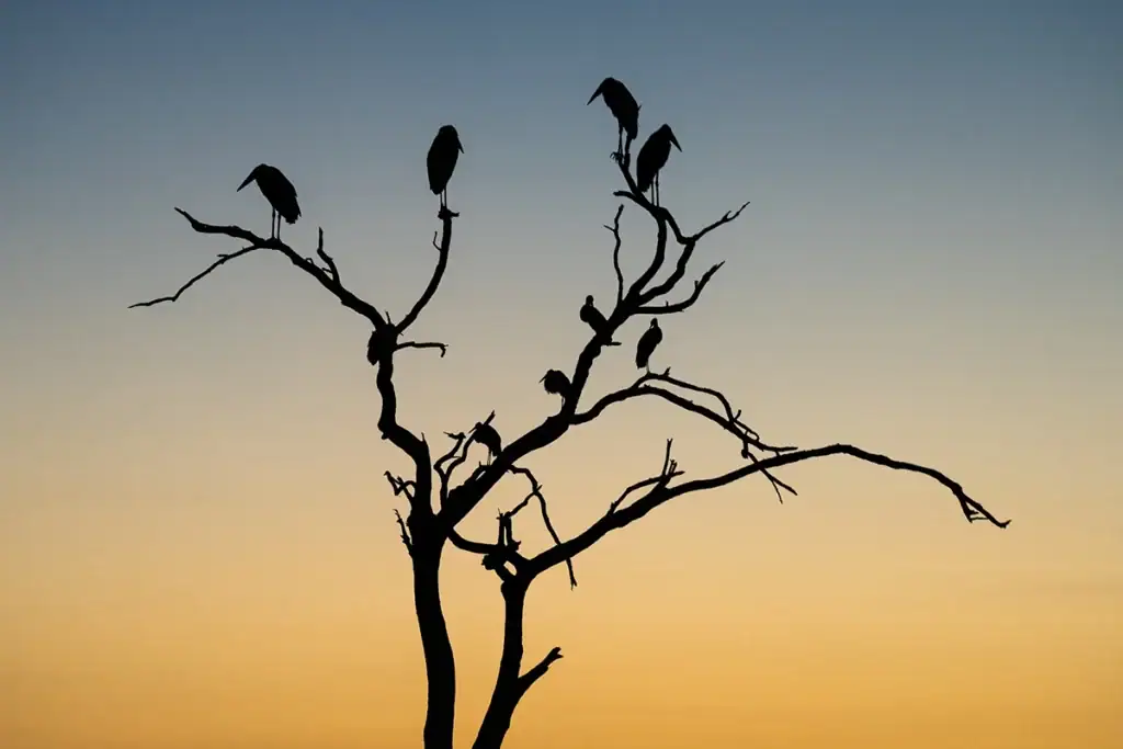 Silhouette of birds in a tree at sunrise.