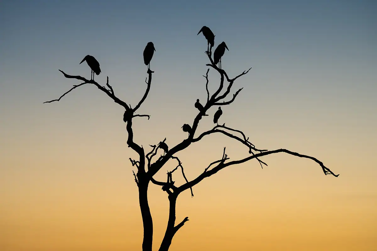 Silhouette of birds in a tree at sunrise.